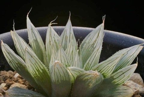 (4)H.indica 以前sp.nov.で紹介の個体