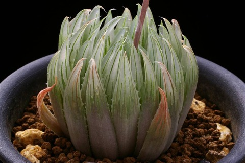 写真4 H. caerulea 04-27-1 D=5 Helspoort MBB 6614