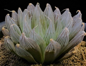 アパタイト-2　D=7　12-136-3 (2)