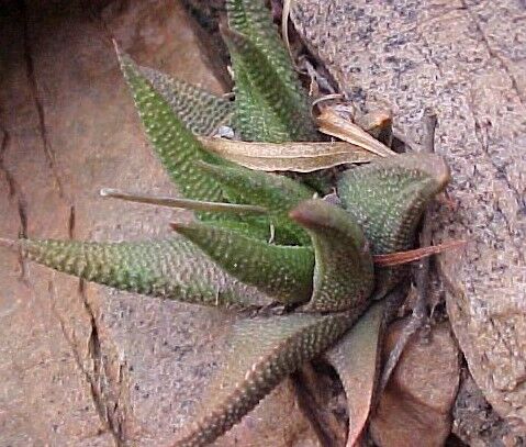 11  H. eborina  By de Vries