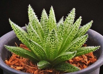 ⑬ H. pallida hyb. 「パトリシア」 D=8cm