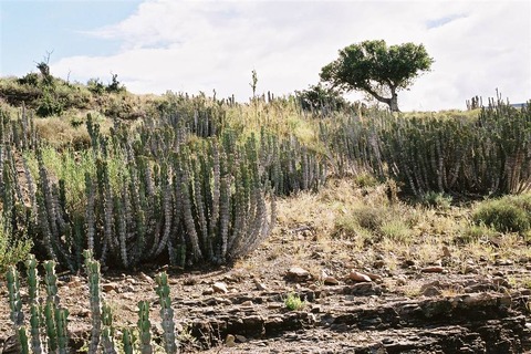 odetteaeの産地(Lootskloof)