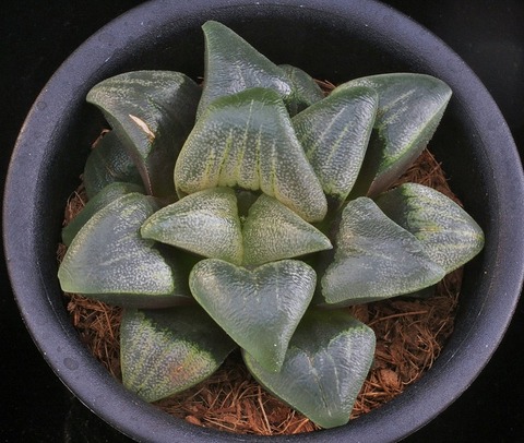 写真14 群青 D=9 IMGP8206 (3)