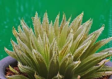 ⑮ H. heroldia n.n. 「マリンブルー」 D=8cm