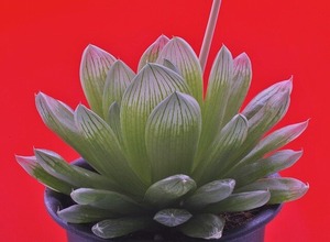 ④ H. transiens hyb. 「水明」 D=12cm LW=2.5cm