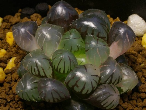 写真7 紫オブト錦 D=4