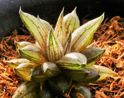 Photo 3 H. livida D=3.5