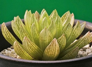 ③ H. transiens hyb 「山紫」 D=6.5cm  (2)