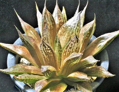 鬼まだらB   D=12 (3)