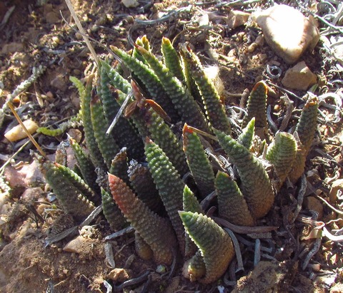 16   H. gerhardii  By Marx