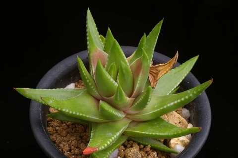 写真(5) H. kingiana hyb. MH 06-322-2 D=9