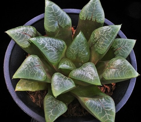 ⑨ 水煙樹 径13cm