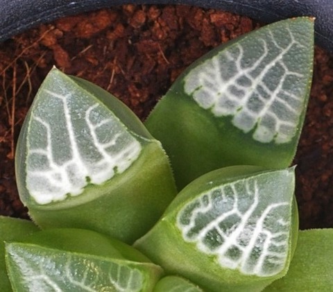 ⑨ トロイカ 20-215 D=8.5 8850