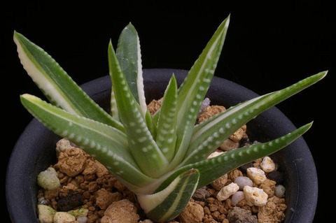 写真(8) H. kingiana hyb. variegated D=8.5