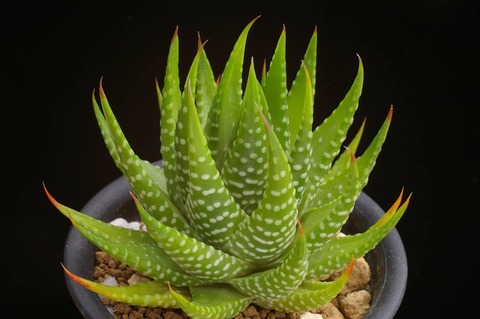 写真(3) H. kingiana Rooiheuwel MH 03-253-1 D=9.5