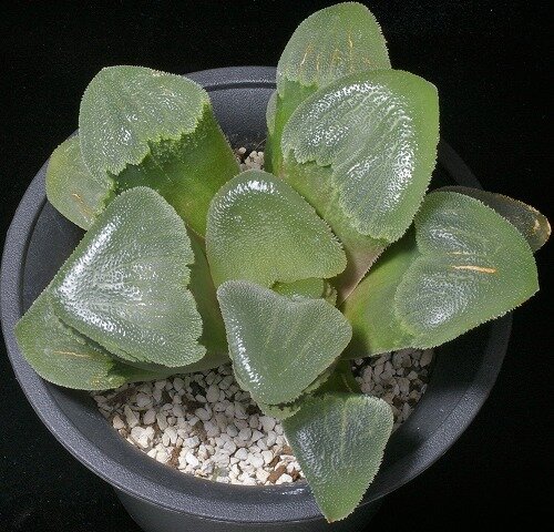 ハオルチア_ハリー(変異？) 大型化変異 : 日本ハオルシア協会 Official Blog