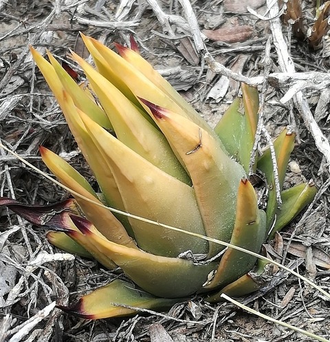 写真10　stevenii 2