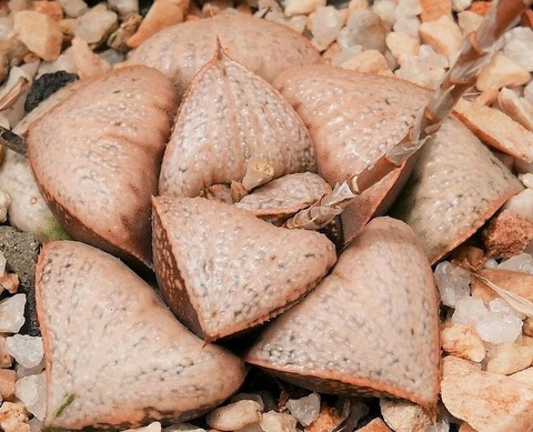 プトラマハル $13230 (2)