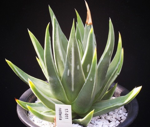 写真６　rotteria 1