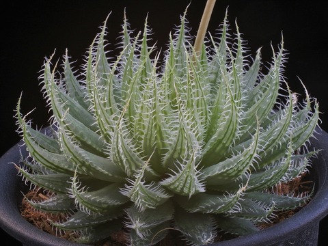 写真1 H. rooibergensis