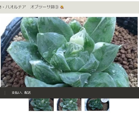 ⑤kirin1