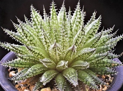 ゴジラ23　043 (4)