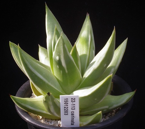 写真２　carinata 2