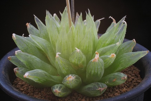 写真4 H. crystallina ‘ナタデココ’