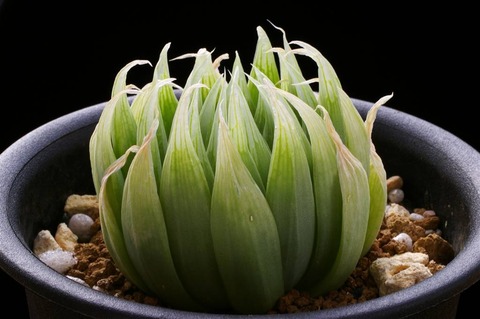 写真3 H. cineraria 07-25-2 D=6 Apieskloof JDV 91-81