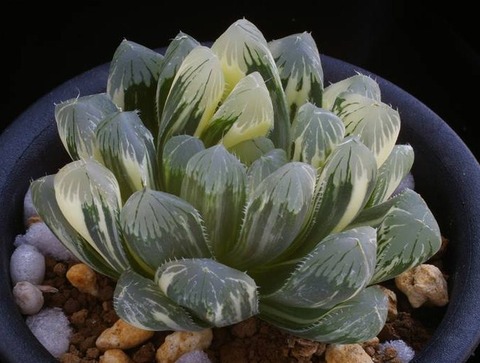 写真2 弁天錦 D=6.5