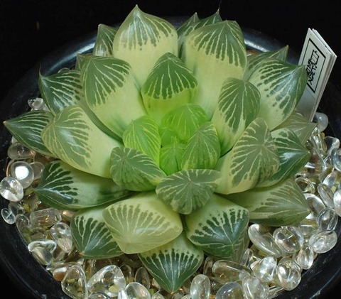 0204 白蛇伝 奥山政春