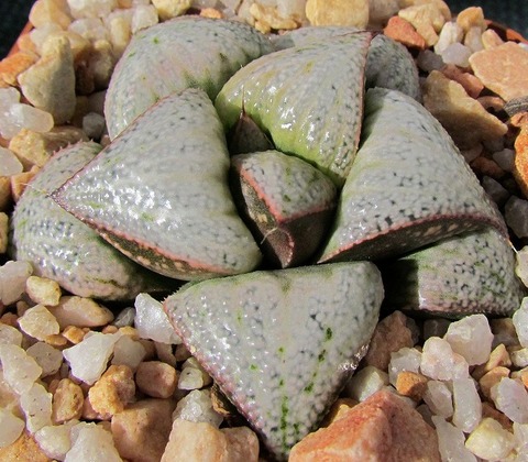 写真2　 タージマハル（Taj Mahal）