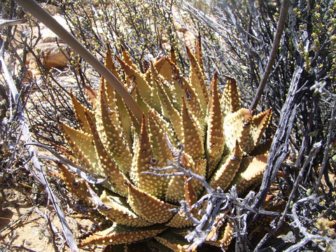 martinii Matjiesfontein