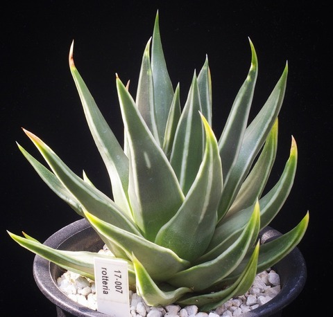 写真７　rotteria 2