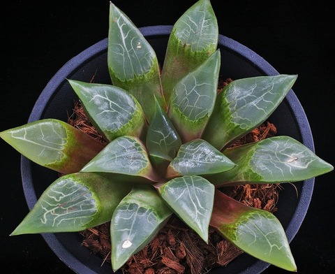 ① スコットコレクサ 径15cm