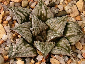 ⑩ H. splendens hyb. 「グリーンスリーブズ」 D=7.5cm LW=2cm