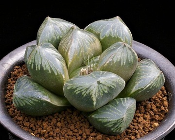 ② H. obtusa hyb. 「桃太郎」 D=10.5 LW=3.5