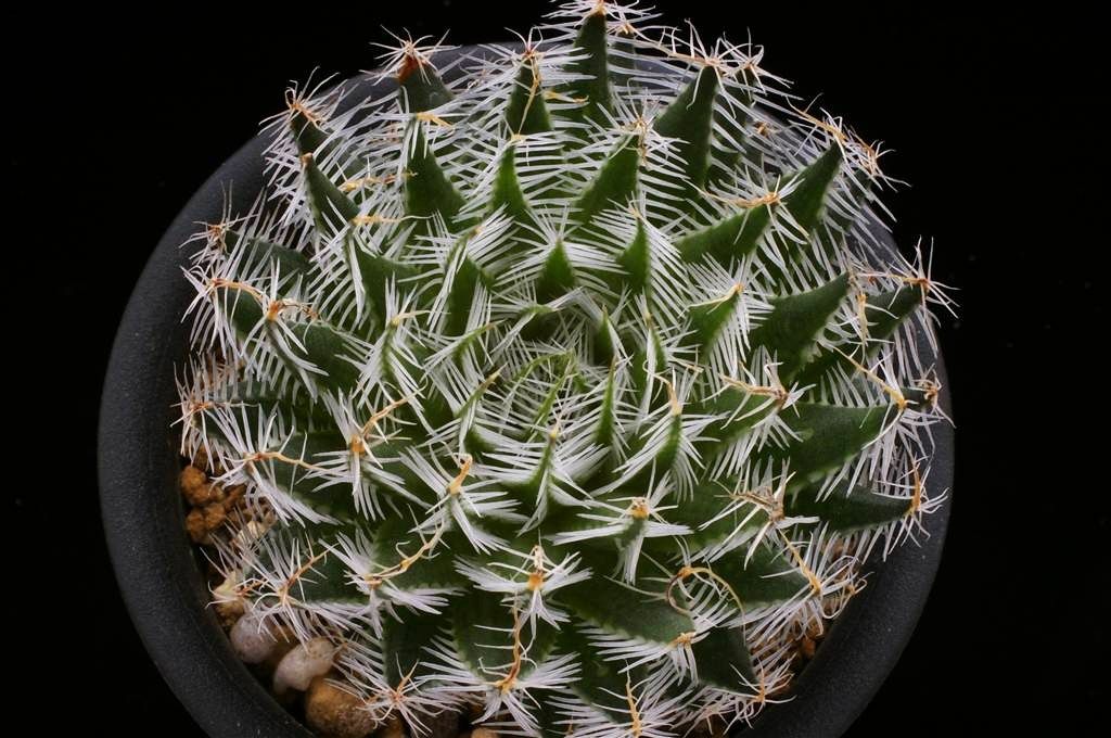 H. pectispina n.n. : 日本ハオルシア協会 Official Blog