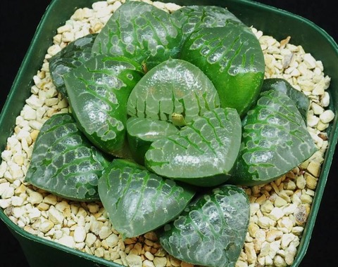 4-compthyb-CantaloupeIsland-oshio