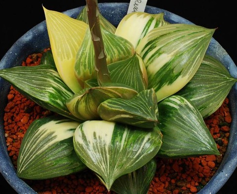 0212 レクサ錦 高瀬一八