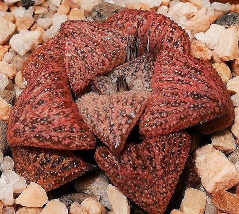 ムーンガ moonga (2)