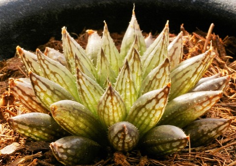 Photo 1 H. livida D=5