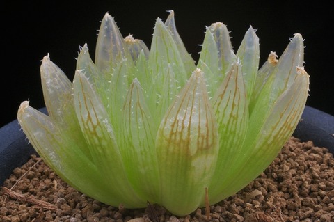 写真5 H. crystallina ‘ナタデココ’
