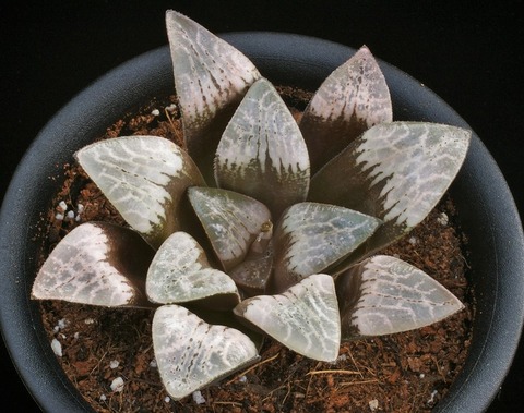 写真9 エーデルワイ寿 D=9 (2)