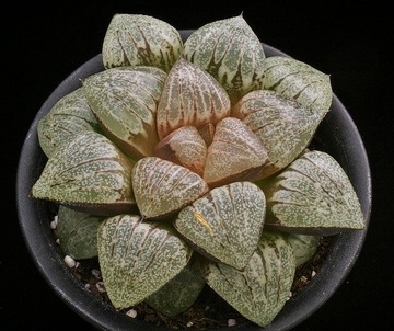 ⑤ Picta 「モルダウ」 D=10cm LW=3cm