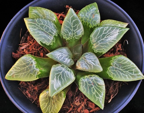 ⑦ メーテル 径14cm