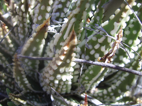 写真7 写真6の個体の拡大