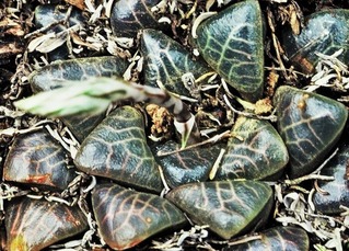 ② 竜珠 -Uniondale