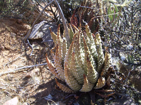martinii Matjiesfontein