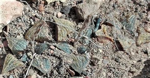 6  H. essiei  By Esterhuizen